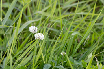 Small white flower in the autumn garden