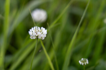 Small white flower in the autumn garden