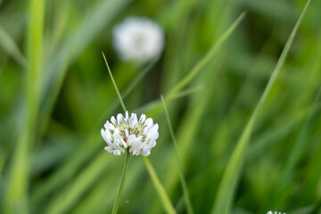Small white flower in the autumn garden