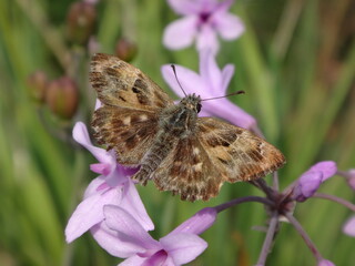 Mallow skipper (Carcharodus alceae) butterfly, male resting on society garlic flowers