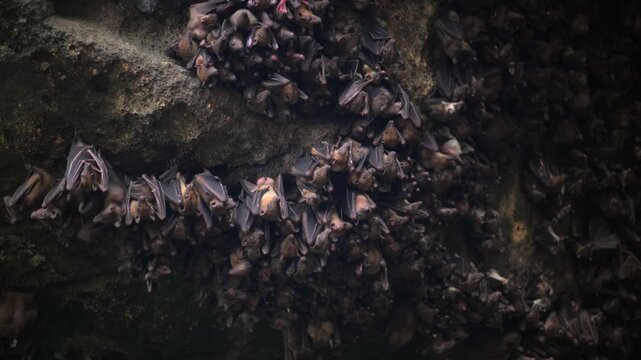 Colony of bats hanging inside dark cave