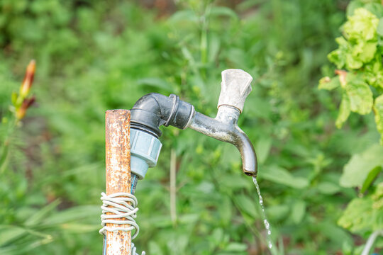Close-up of an aged, two-spigot metal faucet in a garden setting One spigot drips onto a green plant below Natural daylight, lush greenery background No humans or texts present Unaltered photogra