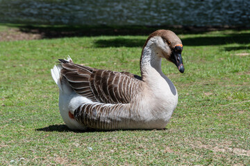 Beautiful Greylag Geese (Anser anser) on a green lawn near a lake