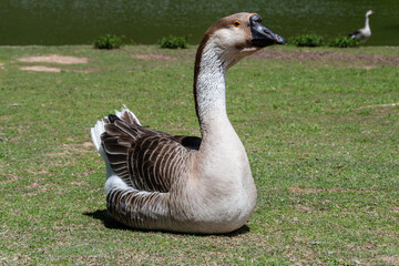 Beautiful Greylag Geese (Anser anser) on a green lawn near a lake