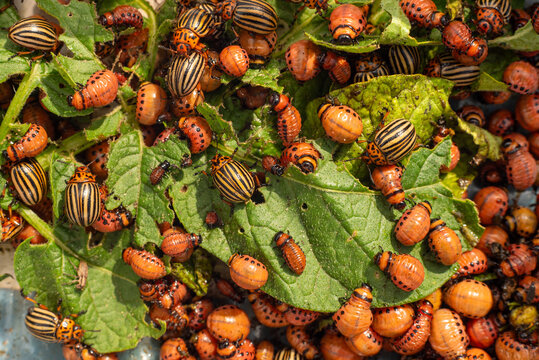 A colony of Colorado beetles sits and eats green leaves. Colorado beetle - Powered by Adobe