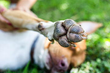 Portrait of a dog lying on the grass, relaxing and enjoying being petted by its owner. Focus on the dog's paw. Close-up. Red American Pit Bull Terrier.