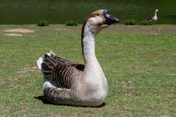Beautiful Greylag Geese (Anser anser) on a green lawn near a lake