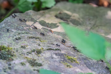 Close-up of ants exploring a mossy, gray-green rock in an outdoor Central European village setting under soft, diffused lighting. a