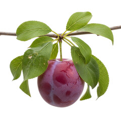 one ripe plum on abranch with green leave on a black on transparent background