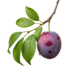 one ripe plum on abranch with green leave on a black on transparent background