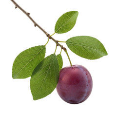 one ripe plum on abranch with green leave on a black on transparent background