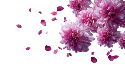 Pink chrysanthemum blooms with falling petals against black