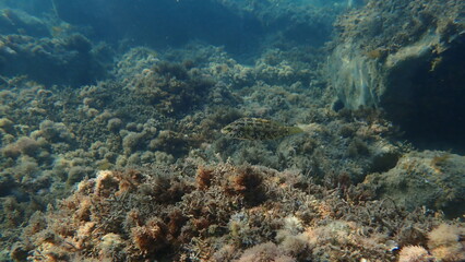 Five-spotted wrasse (Symphodus roissali) undersea, Ligurian Sea, Italy, Imperia