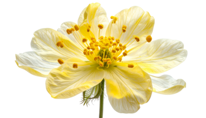 Close-up of a delicate, butter-yellow blossom with intricate details