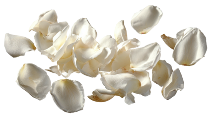 A scattering of delicate white flower petals across a dark background