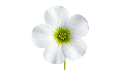 Close-up of a delicate white flower with a yellow center, isolated on black