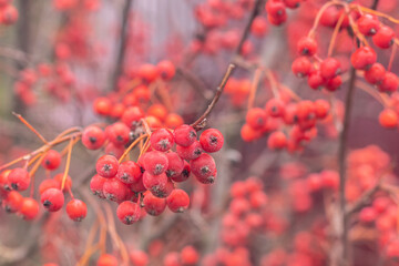 A close-up image of hawthorn berries on a branch