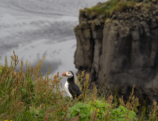 Atlantic puffin on rocks in Iceland