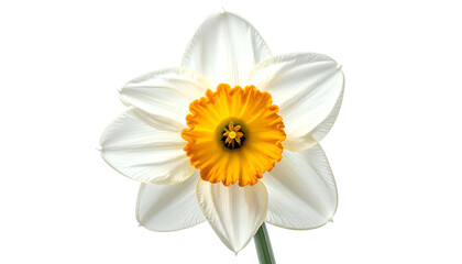 Close-up of a vibrant daffodil, featuring white petals and a bright orange-yellow trumpet