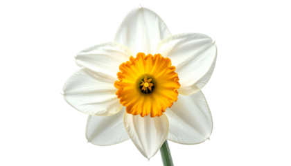 Close-up of a vibrant daffodil, featuring white petals and a bright orange-yellow trumpet