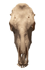 horse skull on white, isolated