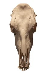 horse skull on white, isolated © wlad074