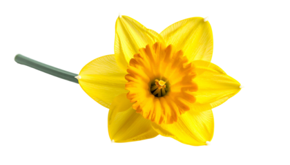 Close-up of a bright yellow daffodil bloom with an orange trumpet against a black background