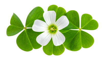 Close-up of a delicate white flower with five petals surrounded by lush green clover leaves