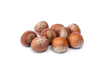 Group of fresh Large American hazelnuts in shell unroasted food for pets, birds and rodents guinea pigs, hamsters, squirrels, or any grain-eating pet isolated on white background.