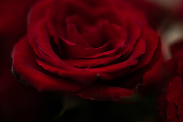 red rose close up