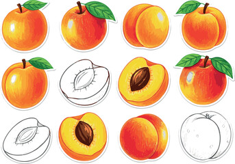 Create Crayon drawn apricot and peach illustration. Hand drawn fruit stickers or icons. Natural pencil drawn doodle funky peaches and apricots. Tropical fruit collection. Half sliced and whole fruit 