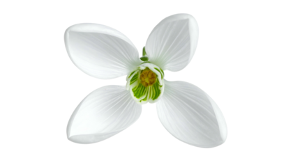 Overhead view of a delicate snowdrop flower, showcasing white petals and a green center