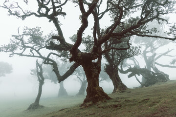 Film style image of foggy Fanal forest in Madeira, ancient mossy laurel trees with twisted branches stand in soft mist evoking dreamy cinematic atmosphere