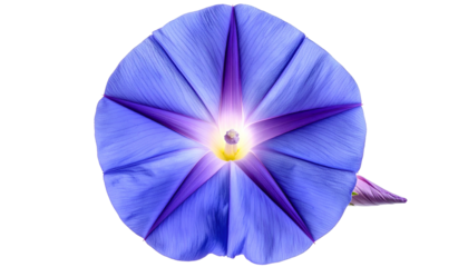 Overhead view of a vibrant blue flower with a deep purple star-shaped center