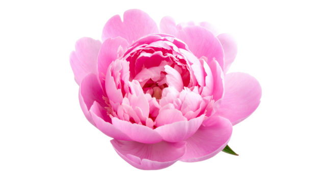 Close-up of a vibrant pink flower with multiple layered petals against a black background