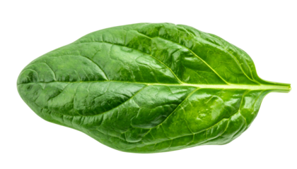 Close-up of vibrant, fresh green spinach leaf isolated on a solid black background