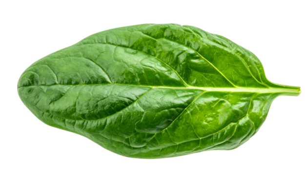Close-up of vibrant, fresh green spinach leaf isolated on a solid black background