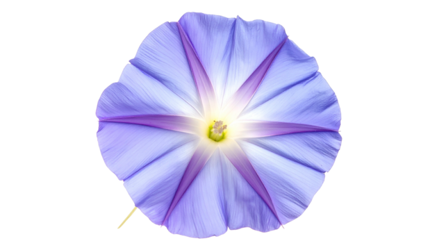 Close-up of a vibrant, multi-petaled flower with shades of purple and a golden center