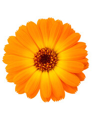 Close-up of a vibrant orange flower with dark center, against a black background