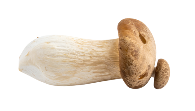 Isolated mushroom on a black background, showcasing cap and stem