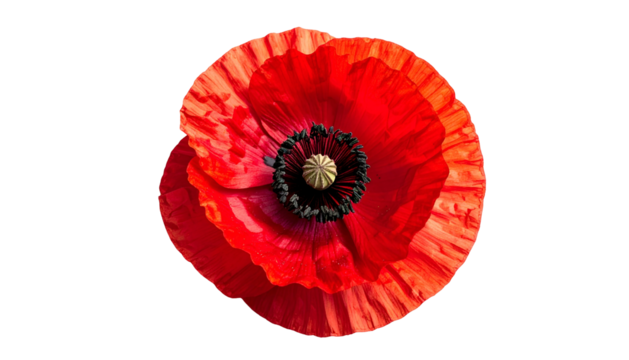 Overhead shot of a vibrant, isolated red poppy flower with ruffled petals and black center