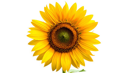 Obraz premium Vivid, isolated sunflower, showcasing golden petals and a dark, detailed center, on black