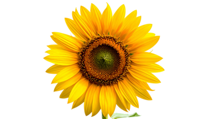 Vivid, isolated sunflower, showcasing golden petals and a dark, detailed center, on black