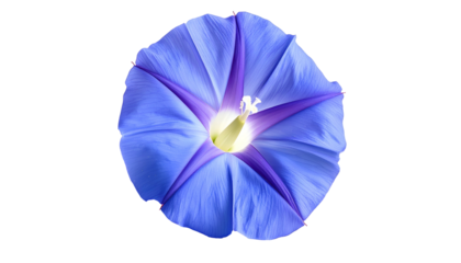 Close-up view of a vibrant blue flower with five prominent, deep purple stripes