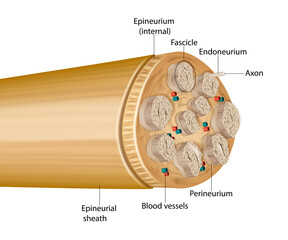 Cross-sectional anatomy of a peripheral nerve. Displays fascicles, axons, endoneurium, perineurium, internal epineurium, epineurial sheath, and accompanying blood vessels. 