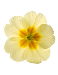 Fototapeta premium Overhead view of a vibrant primrose blossom with cream-yellow petals and a bright orange center