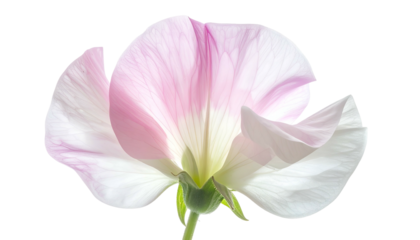 Close-up of a delicate, backlit flower head, with white and pink petals on a black backdrop