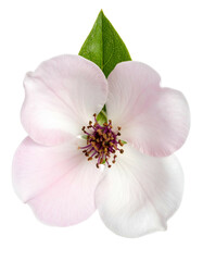Fototapeta premium Close-up of a delicate flower with soft pink petals, green leaf, and a dark center