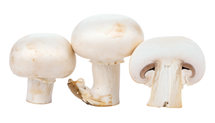 Three button-shaped fungi, one bisected, against a stark black backdrop