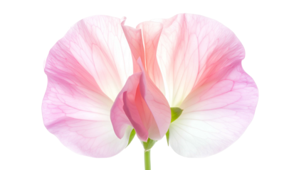 Close-up of a delicate sweet pea flower in shades of pink and white, isolated on black